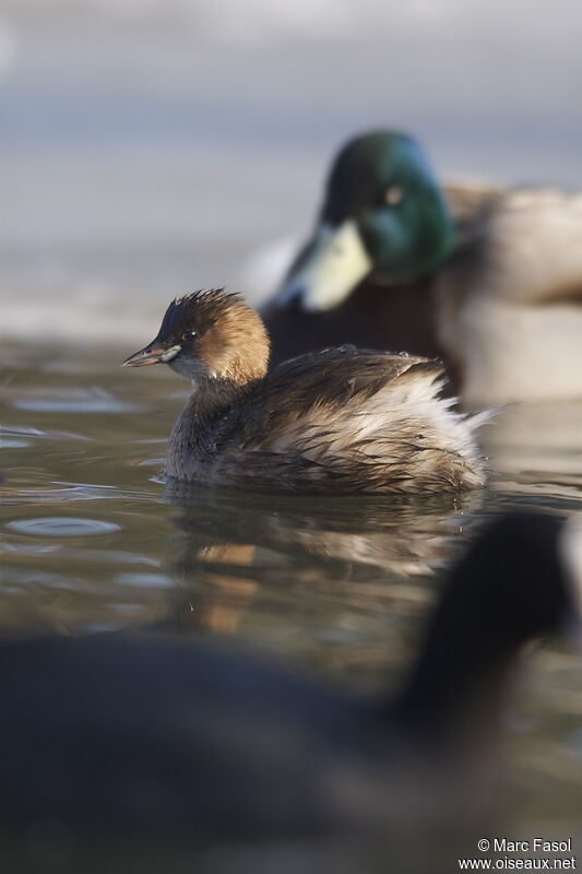 Little Grebeadult post breeding, identification