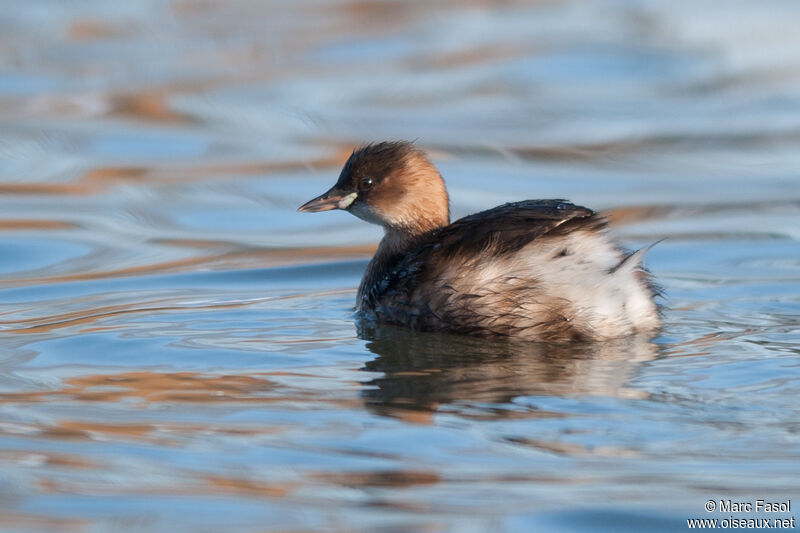 Little Grebeadult post breeding, identification