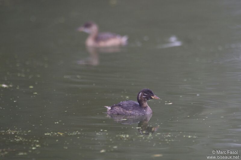 Little GrebePoussin, identification