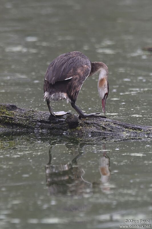 Great Crested Grebeadult post breeding, identification