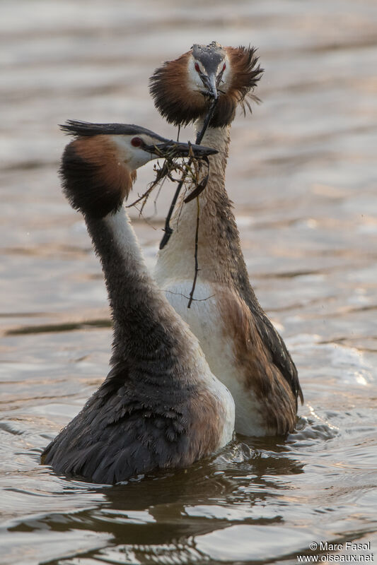 Great Crested Grebeadult breeding, courting display