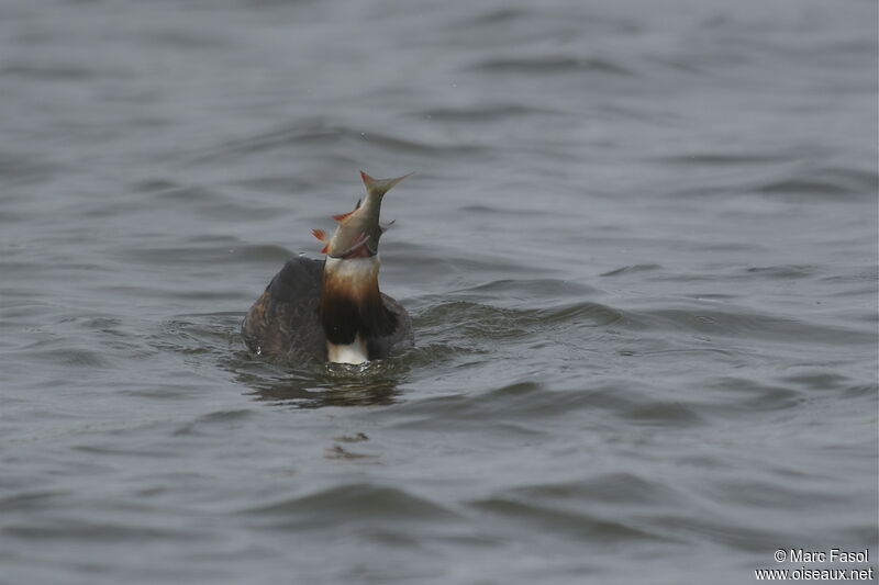 Great Crested Grebeadult breeding, identification, feeding habits, Behaviour