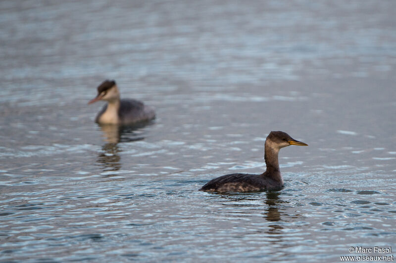 Grèbe jougrisadulte internuptial, identification, nage, pêche/chasse