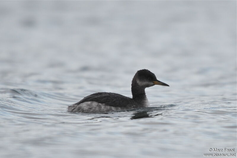 Red-necked Grebeadult post breeding, identification