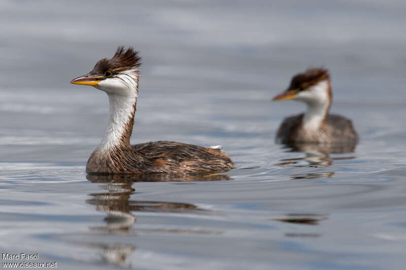 Titicaca Grebeadult breeding, identification