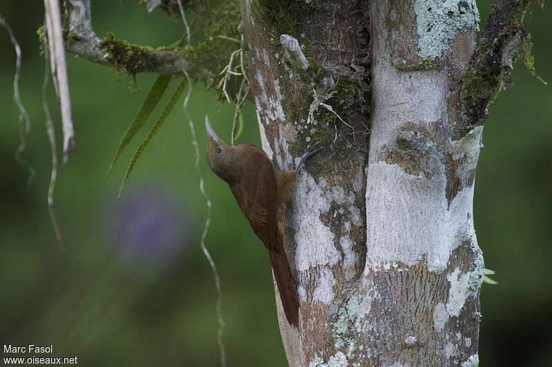 Cinnamon-throated Woodcreeperadult, habitat, pigmentation