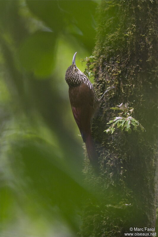 Spot-crowned Woodcreeperadult, identification, feeding habits, Behaviour