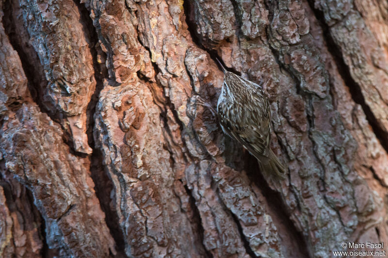 Short-toed Treecreeperadult, identification, camouflage