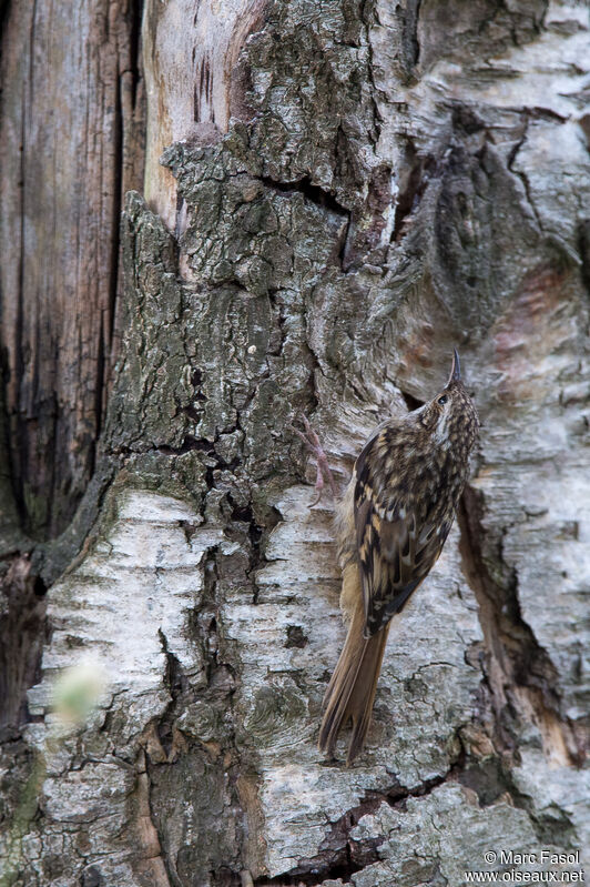 Short-toed Treecreeperimmature, identification