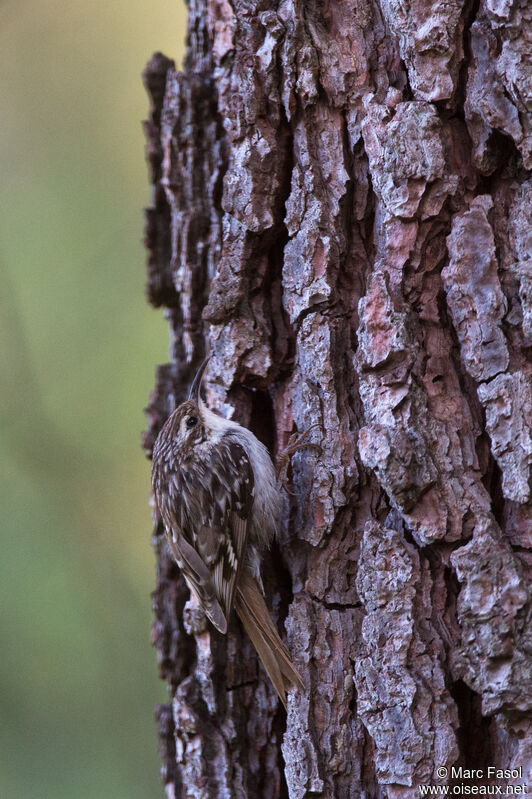 Short-toed Treecreeperadult, identification, camouflage, fishing/hunting