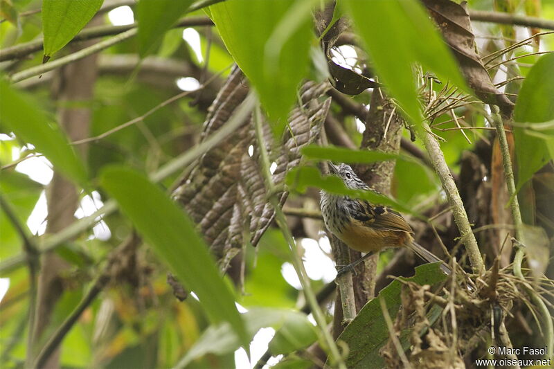 East Andean Antbird male adult, identification