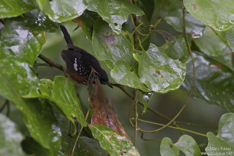 Dot-winged Antwren female adult, identification