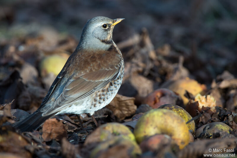 Grive litorneadulte, identification, régime