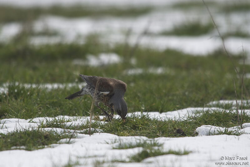 Fieldfareadult post breeding, identification, feeding habits, Behaviour