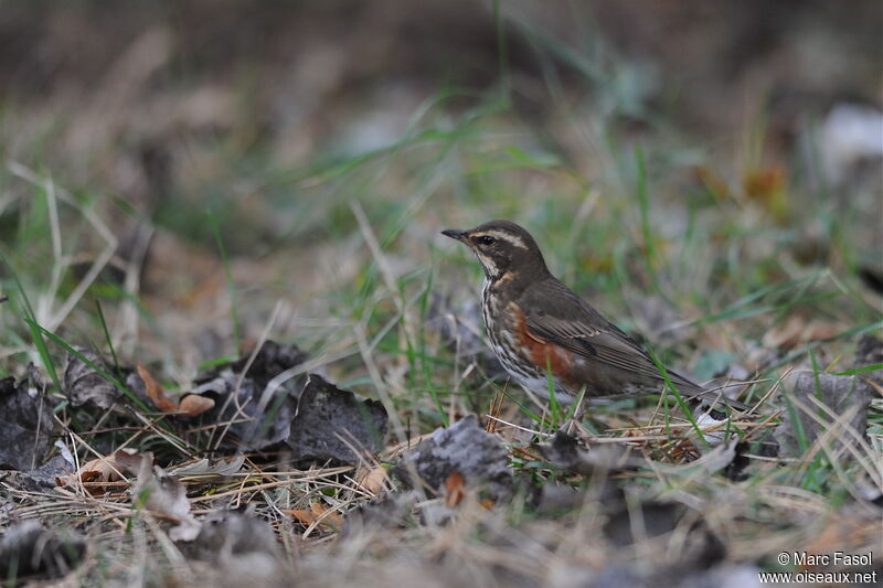 Grive mauvis, identification, régime