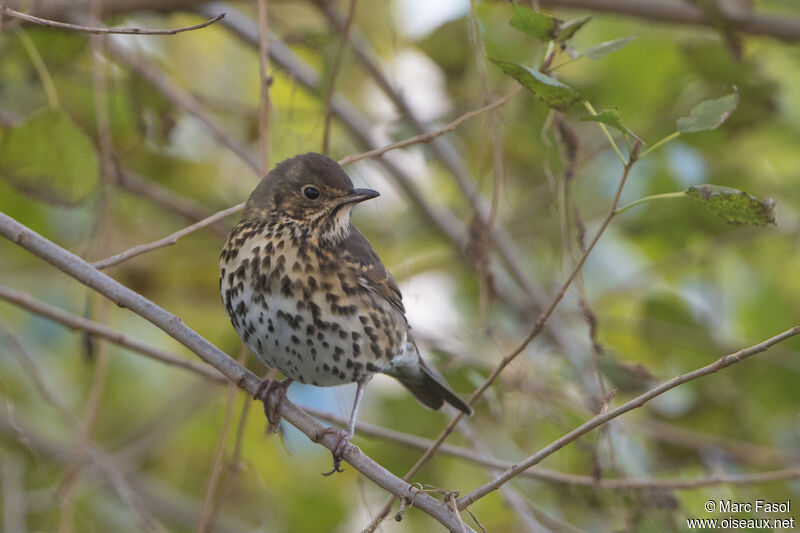 Grive musicienneimmature, identification