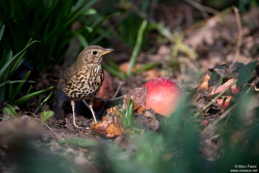 Grive musicienneadulte, identification, régime
