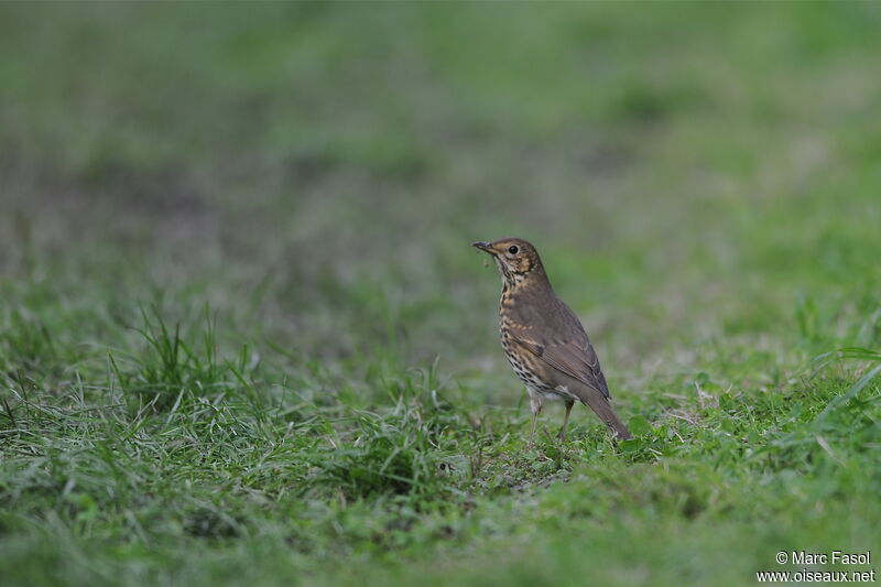 Song Thrush, identification, Behaviour