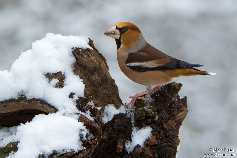 Grosbec casse-noyaux mâle adulte, identification