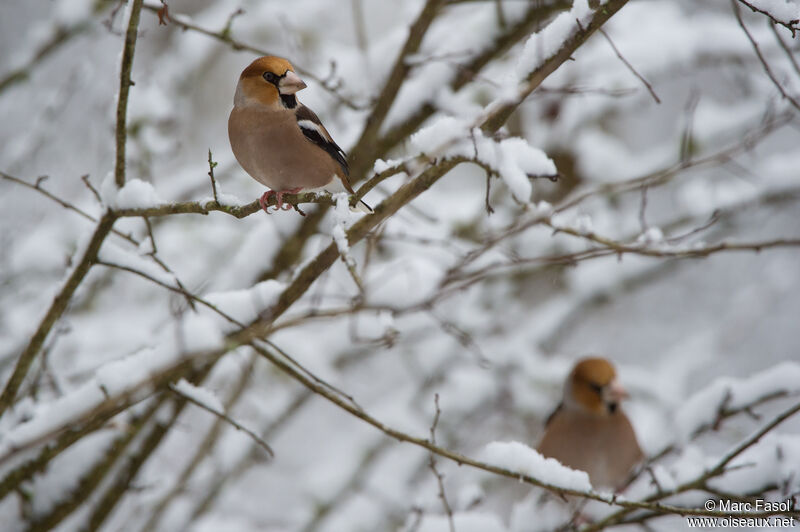 Hawfinch male adult