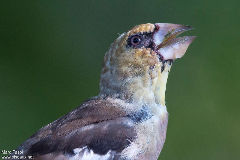 Hawfinchjuvenile, close-up portrait, moulting