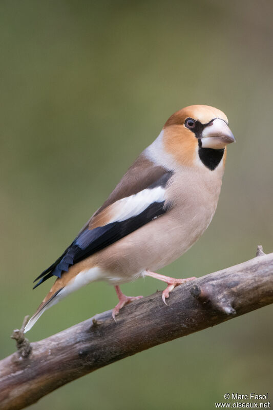 Hawfinch male adult post breeding