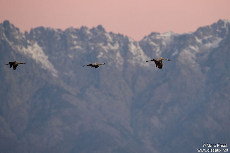 Common Crane