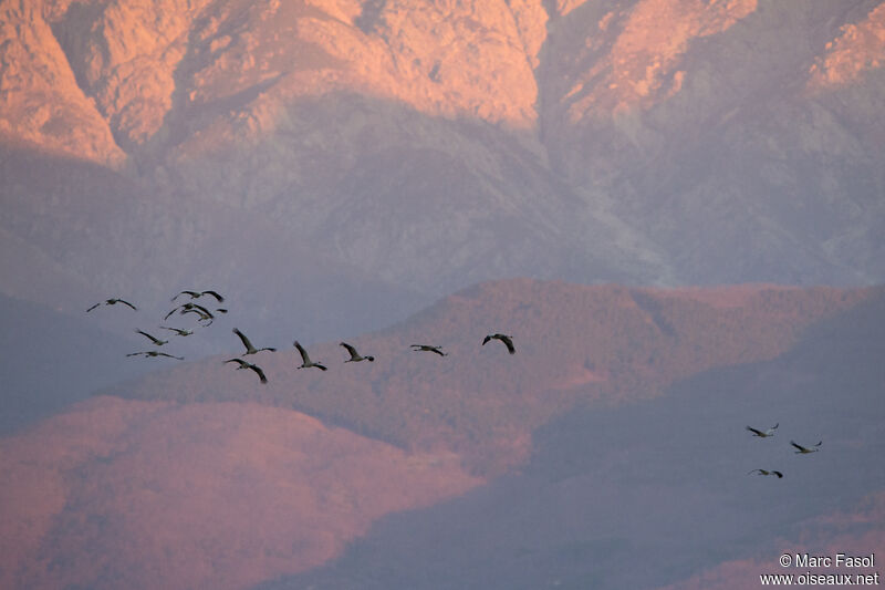 Common Crane