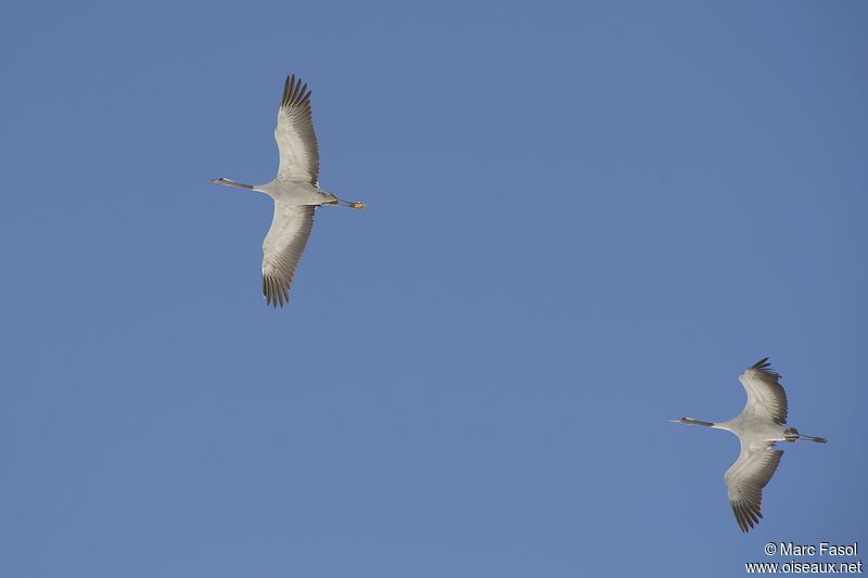 Common Craneadult post breeding, Flight