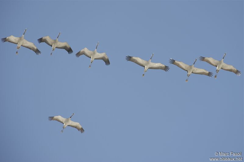 Common Crane, Flight