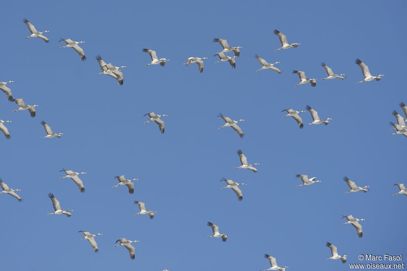 Common Crane, Flight