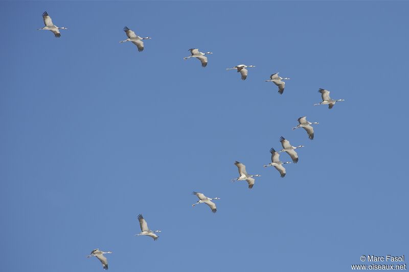 Common Crane, Flight