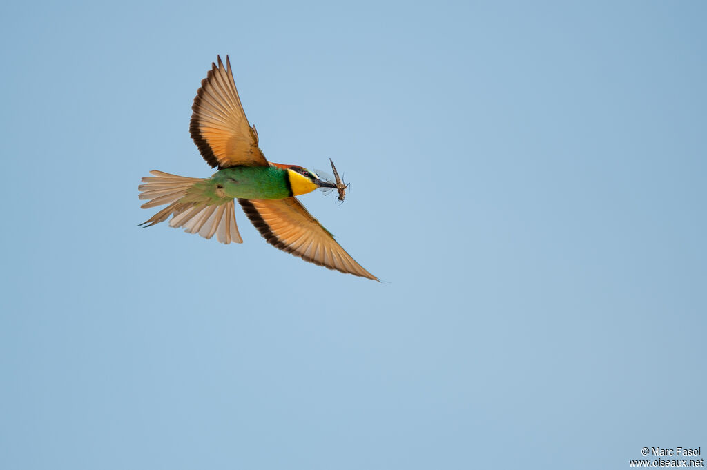 Guêpier d'Europe mâle adulte, Vol, régime