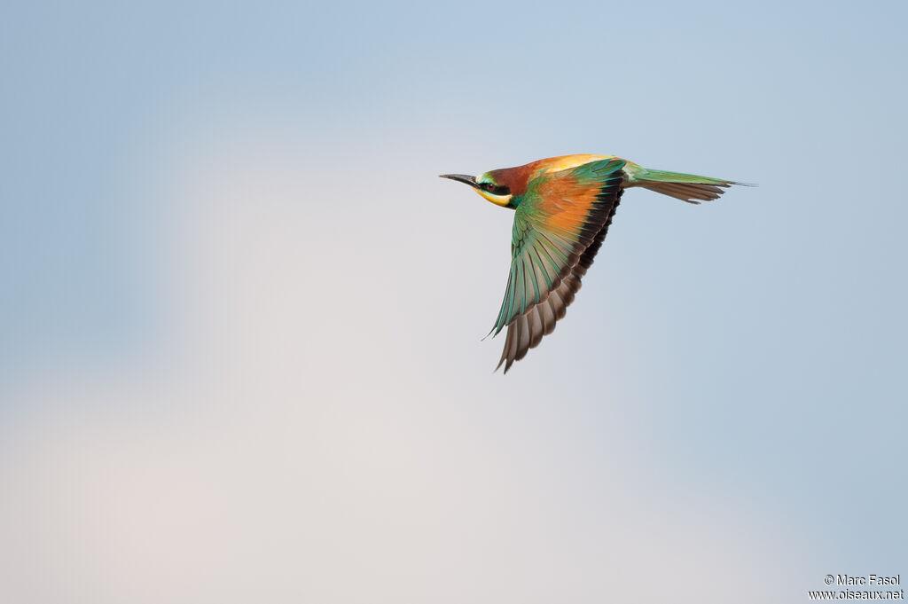 Guêpier d'Europe mâle adulte nuptial, Vol