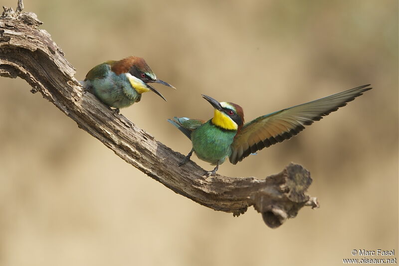 European Bee-eater adult, identification, Behaviour