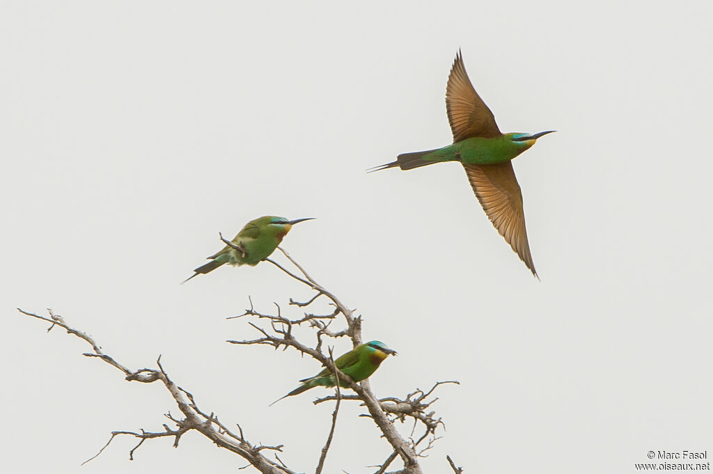 Guêpier de Perse, Vol