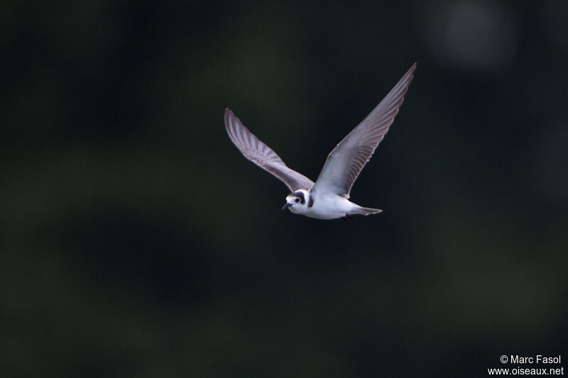 Black Ternadult post breeding, Flight