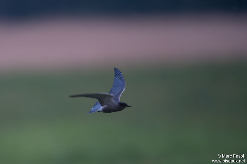 Black Ternadult breeding, Flight