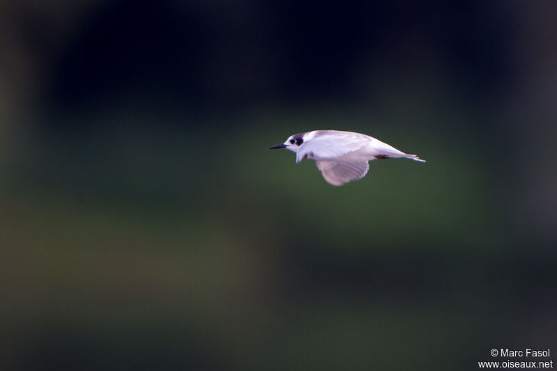 Black Ternadult post breeding, Flight