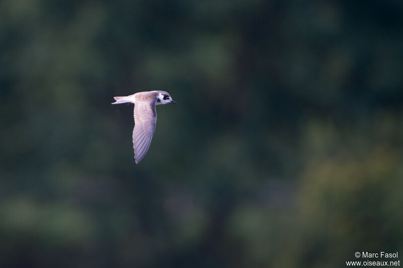 Black TernFirst year, Flight