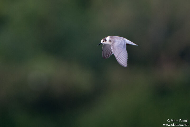 Black Ternadult post breeding, Flight