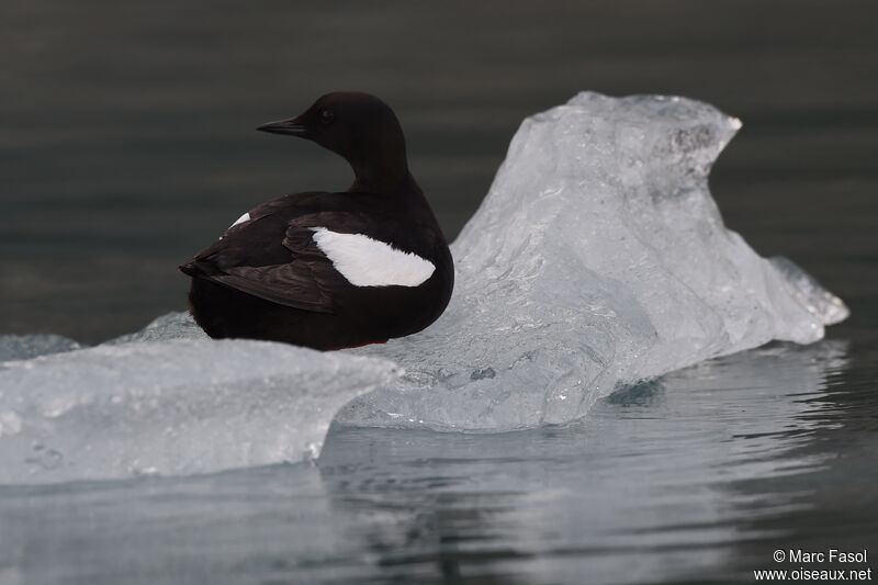 Guillemot à miroiradulte nuptial, identification