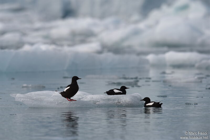 Black Guillemotadult breeding, identification, Behaviour