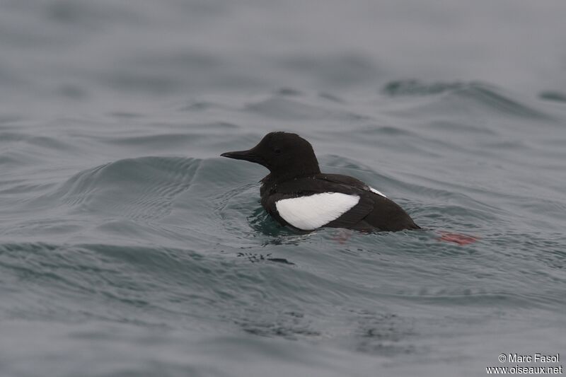 Guillemot à miroiradulte, identification