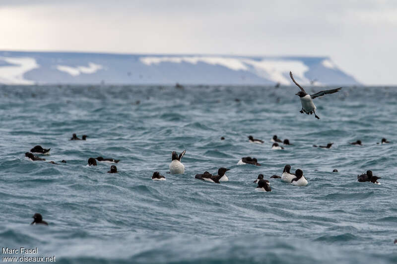 Guillemot de Brünnich, nage, r. coloniale