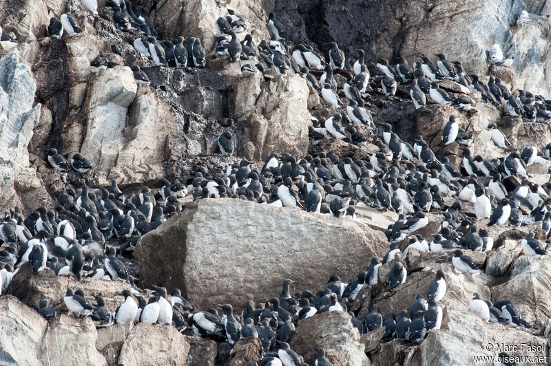 Common Murre, habitat, Reproduction-nesting, colonial reprod.