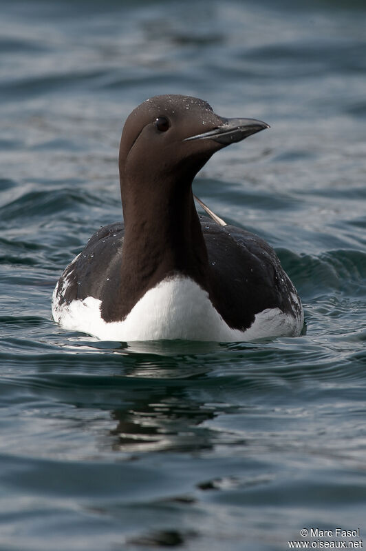 Common Murreadult, identification, swimming