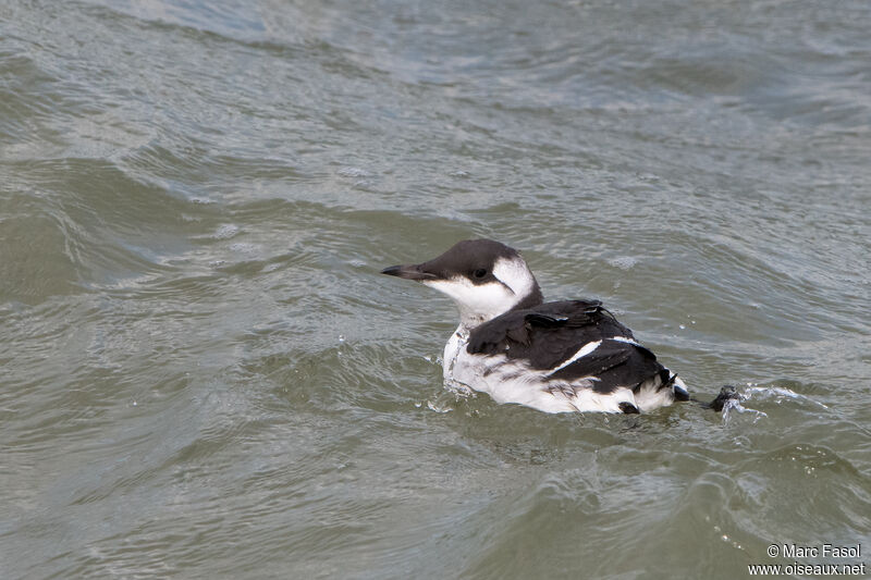 Common Murreadult post breeding, identification, swimming