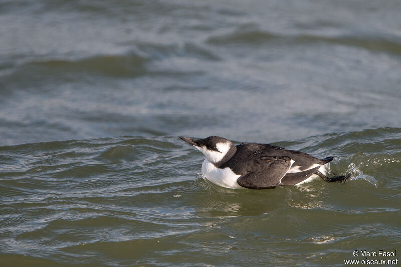 Guillemot de Troïladulte internuptial, identification, nage