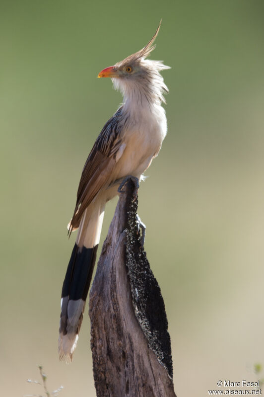 Guira Cuckooadult breeding, identification